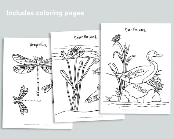 Pond learning pack pond life homeschool printables frog snail coloring nature preschool counting activities fish i spy