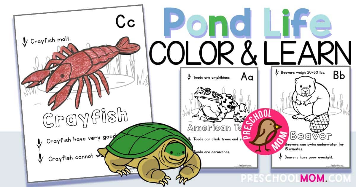 Pond animal coloring pages