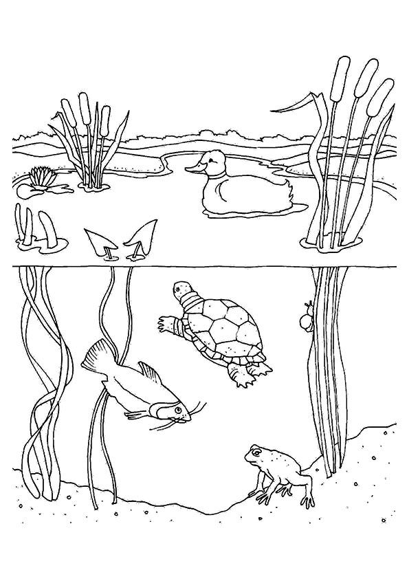 Coloring page animal coloring pages coloring pages pond animals