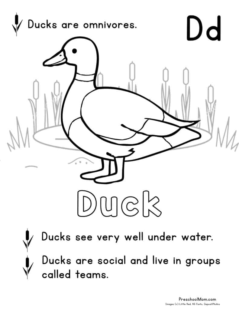 Pond animal coloring pages