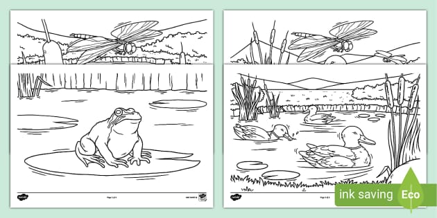 Pond louring pages art primary educational resources