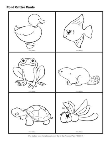 Pond animal cards lesson plans