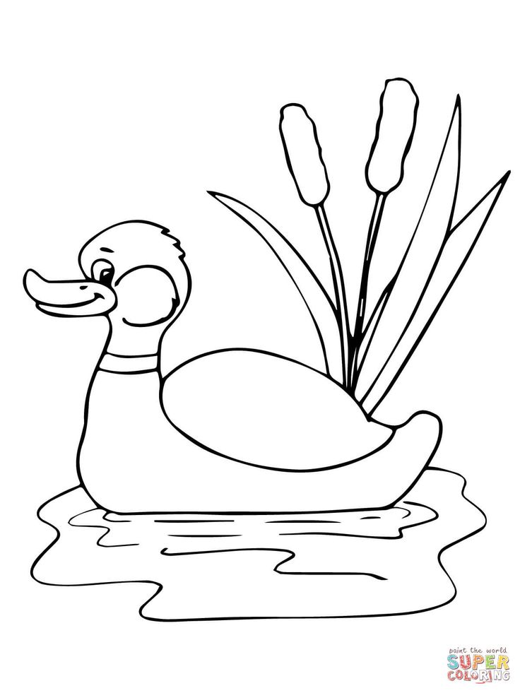 Funny mallard in a pond coloring page free printable coloring pages animal coloring pages coloring pages free coloring pages