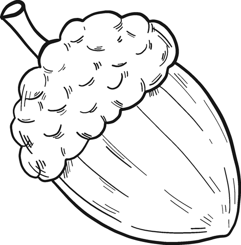 Acorn coloring page free printable coloring pages