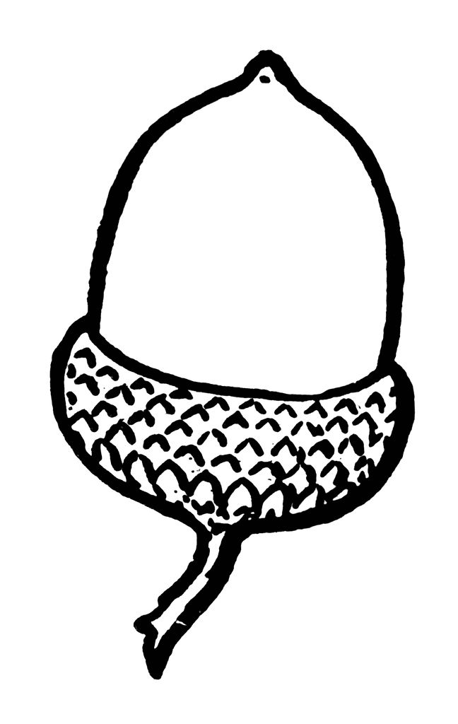 Acorn clipart etc acorn coloring pages fall coloring pages