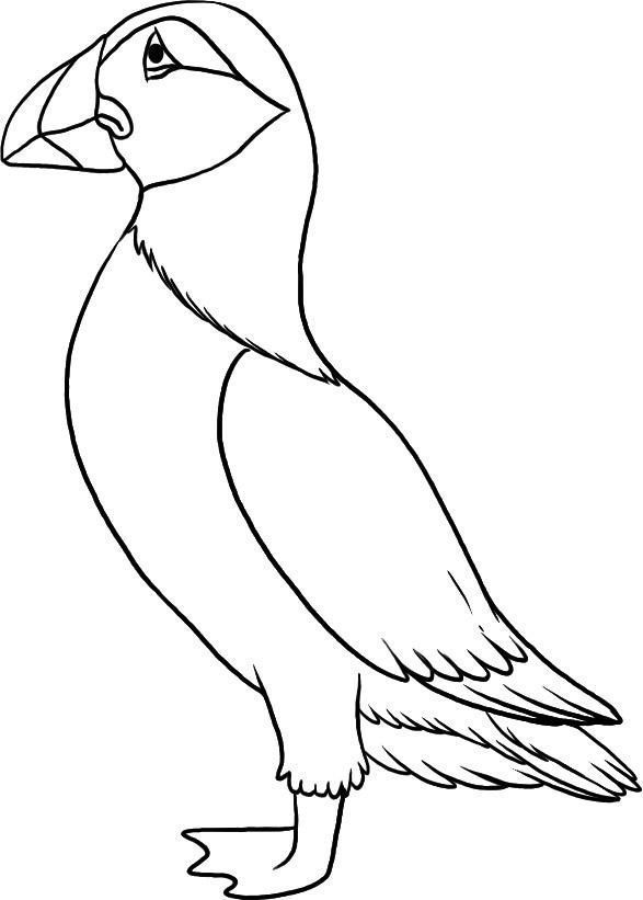 Top puffin coloring pages for toddlers bird drawings bird art coloring pages