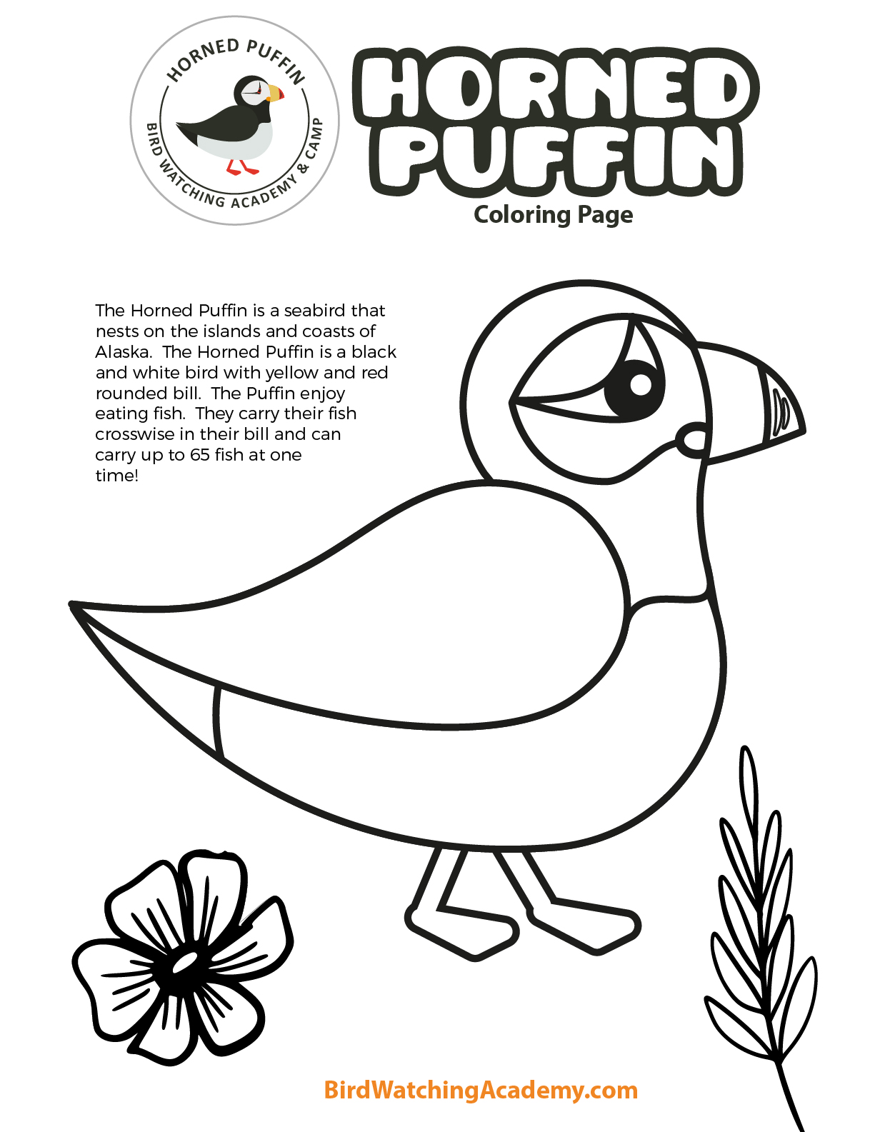 Horned puffin coloring page