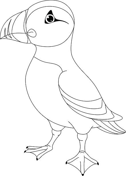 Atlantic puffin coloring page stock illustration