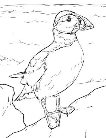 Atlantic puffin coloring page free printable coloring pages