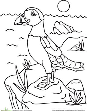 Puffin worksheet education bird coloring pages animal coloring pages coloring pages