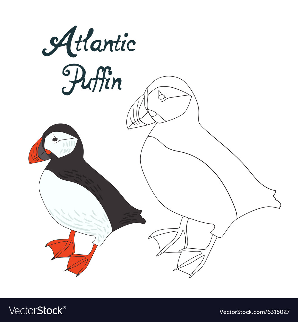 Educational game coloring book puffin bird vector image