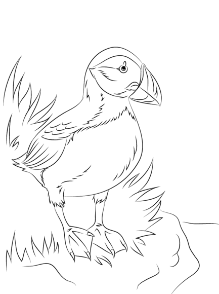 Atlantic puffin seabird coloring page free printable coloring pages bird coloring pages bird drawings coloring pages