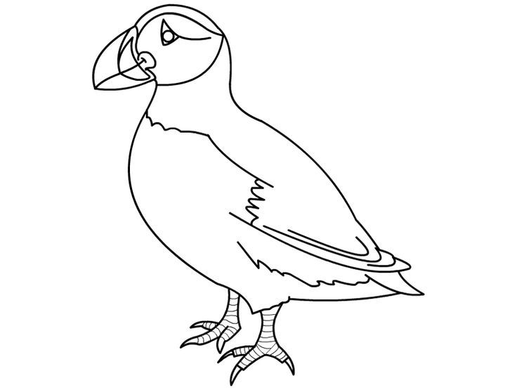 Bird coloring pages bird drawings sketchbook cover