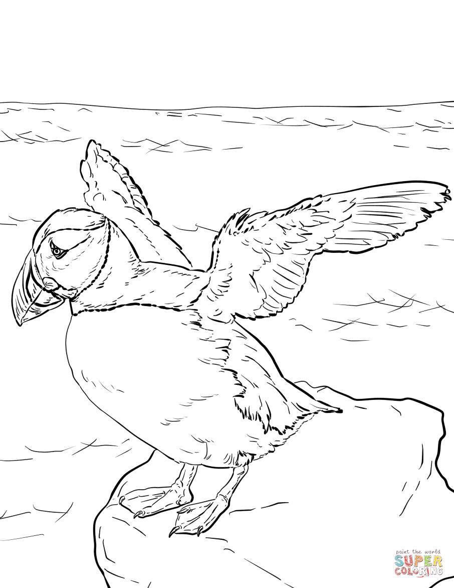 Atlantic puffin coloring page free printable coloring pages