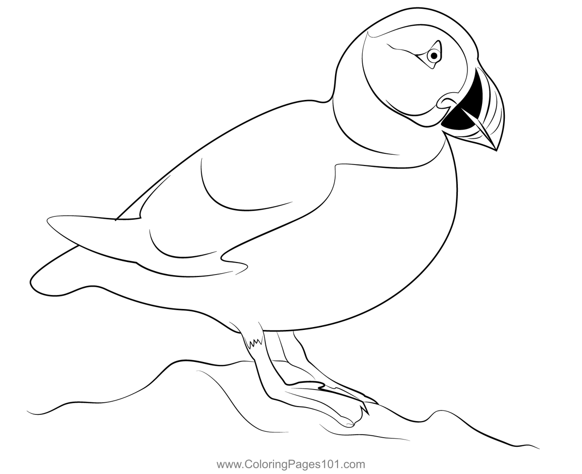 Atlantic puffin coloring page for kids