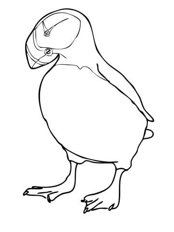 Horned puffin coloring page coloring pages puffin free printable coloring pages