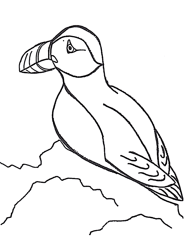 Puffin coloring pages