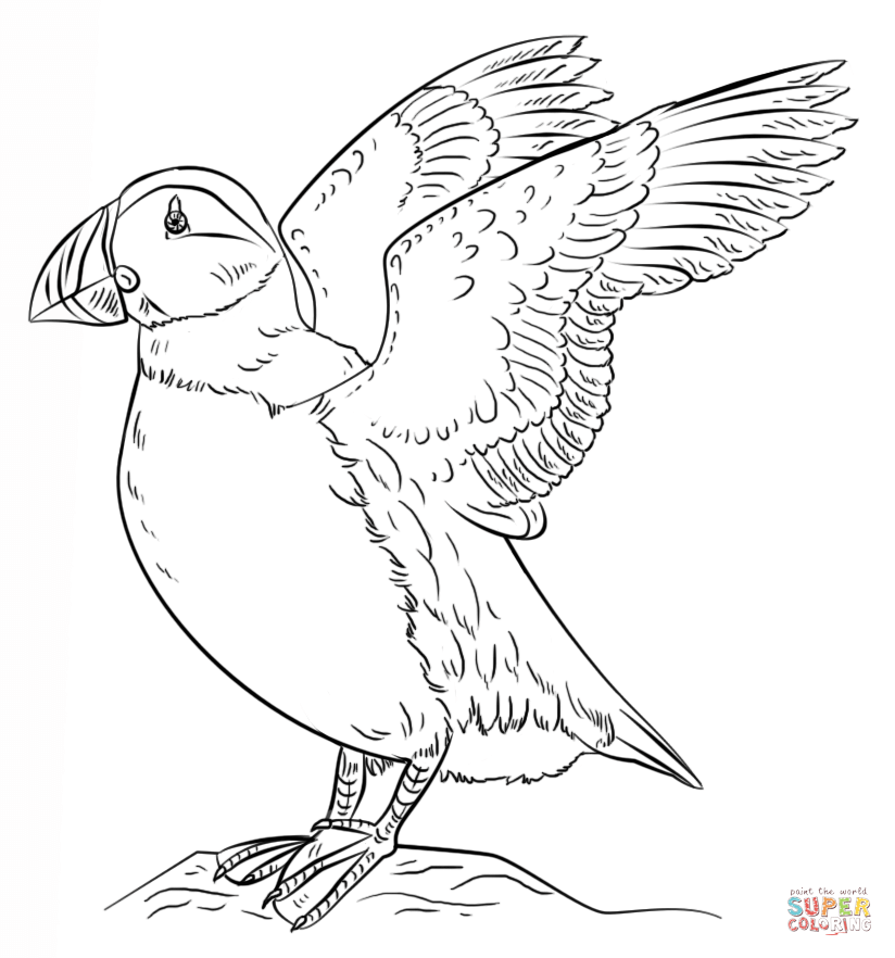 Atlantic puffin coloring page free printable coloring pages