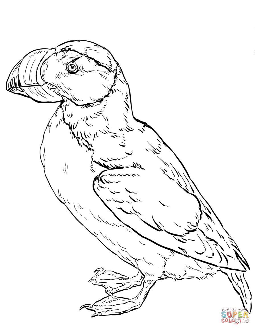 Horned puffin coloring page free printable coloring pages