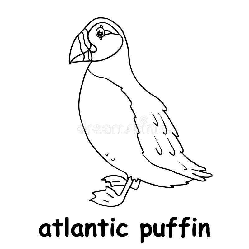 Kids line illustration coloring atlantic puffin outline vector for children stock vector