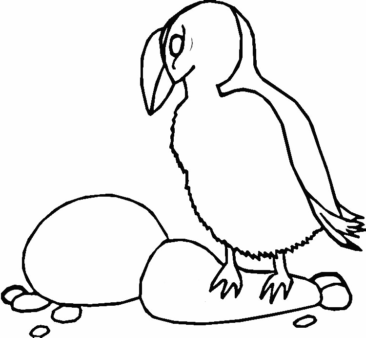 Puffin coloring pages