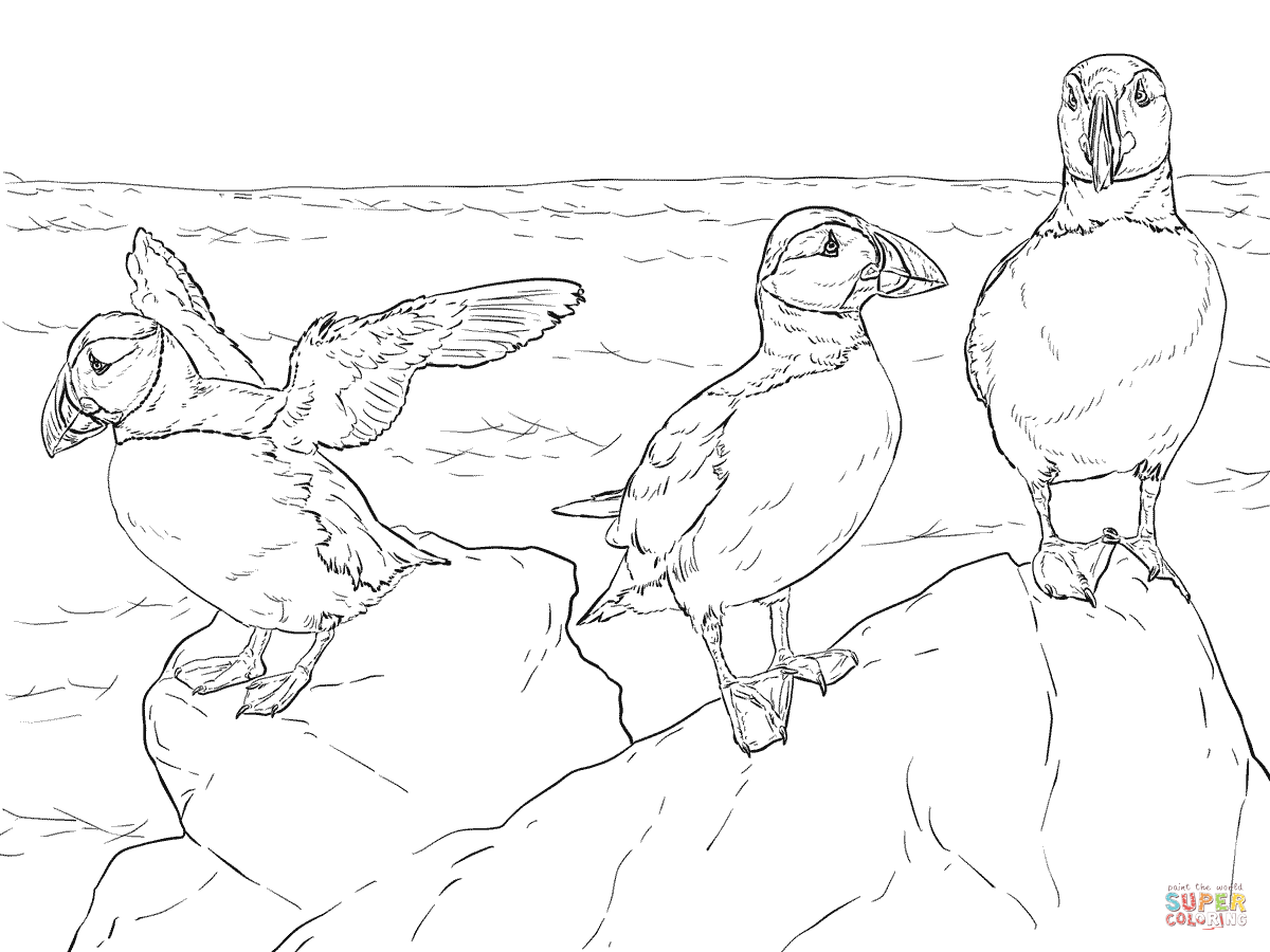 Realistic atlantic puffins coloring page free printable coloring pages