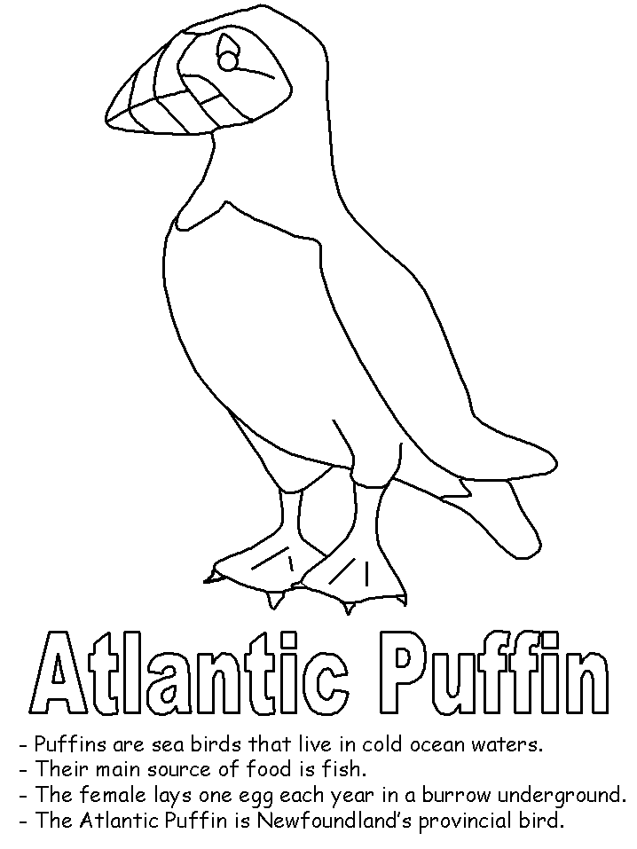 Puffin coloring pages