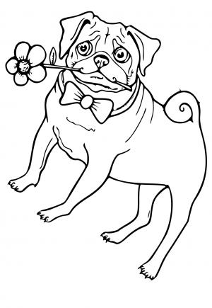 Free printable pug coloring pages for adults and kids