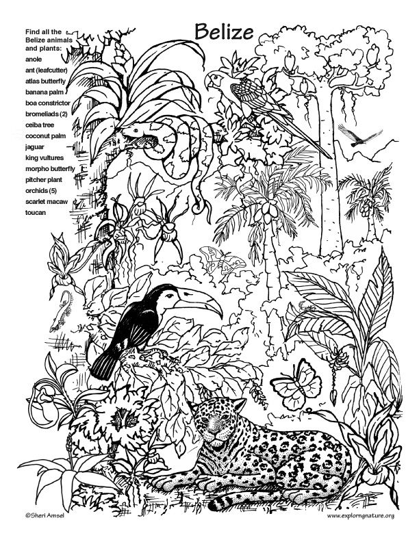 Animal habitat coloring pages