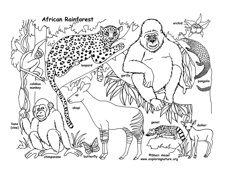 Rainforest african coloring page