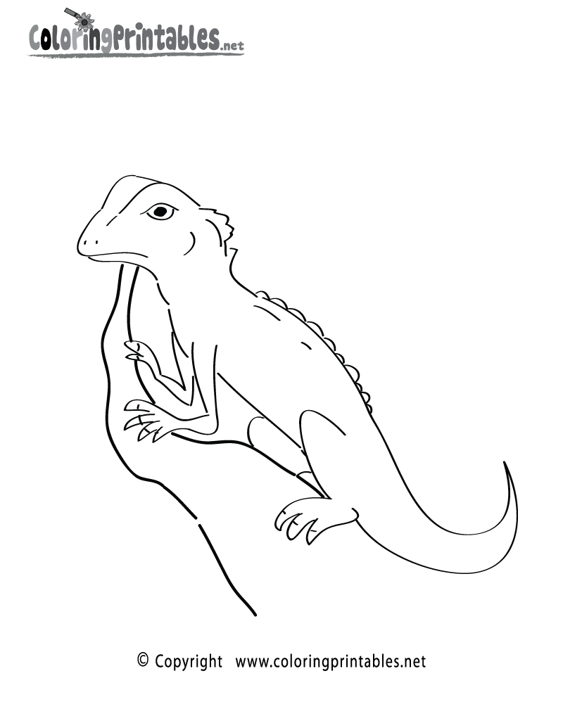 Rainforest lizard coloring page