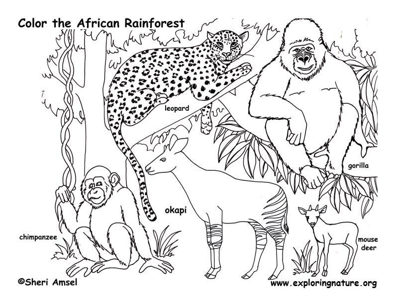 Rain forest coloring pages ideas coloring pages animal coloring pages forest coloring pages