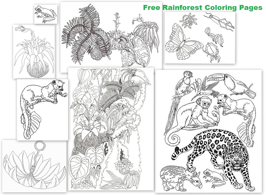 Rainforest resources and printables