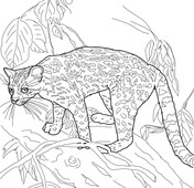 Amazon rainforest animals coloring pages free printable pictures