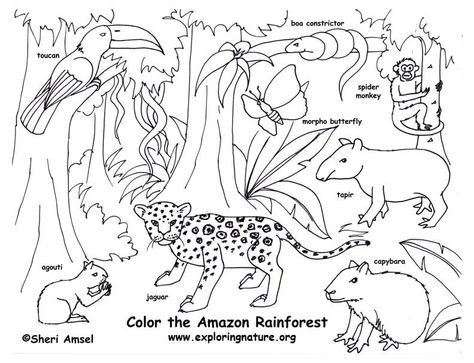 Rain forest coloring pages ideas coloring pages animal coloring pages forest coloring pages