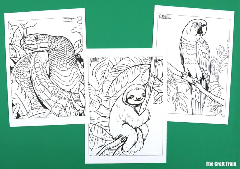 Amazon animal colouring pages