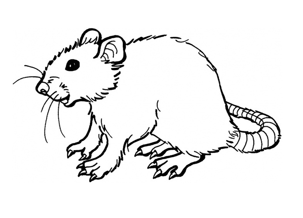 Free printable rat coloring pages for kids