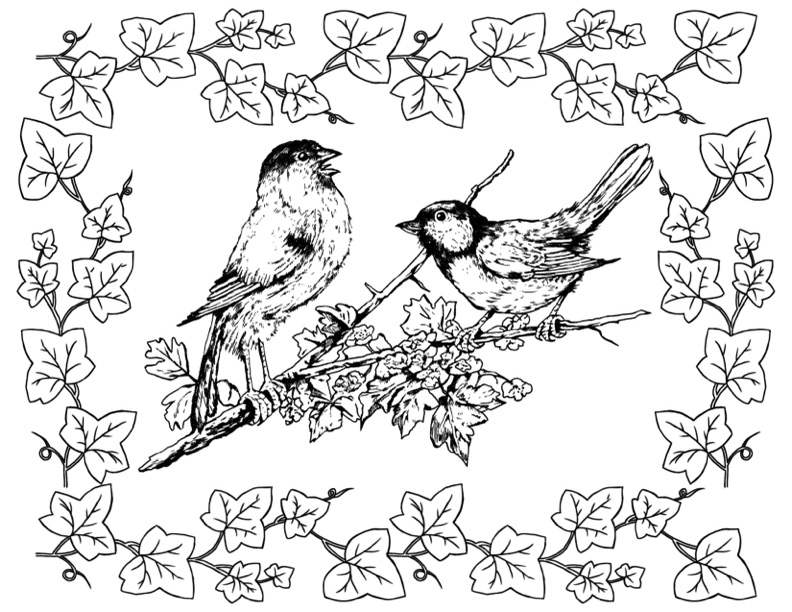 Bird coloring pages