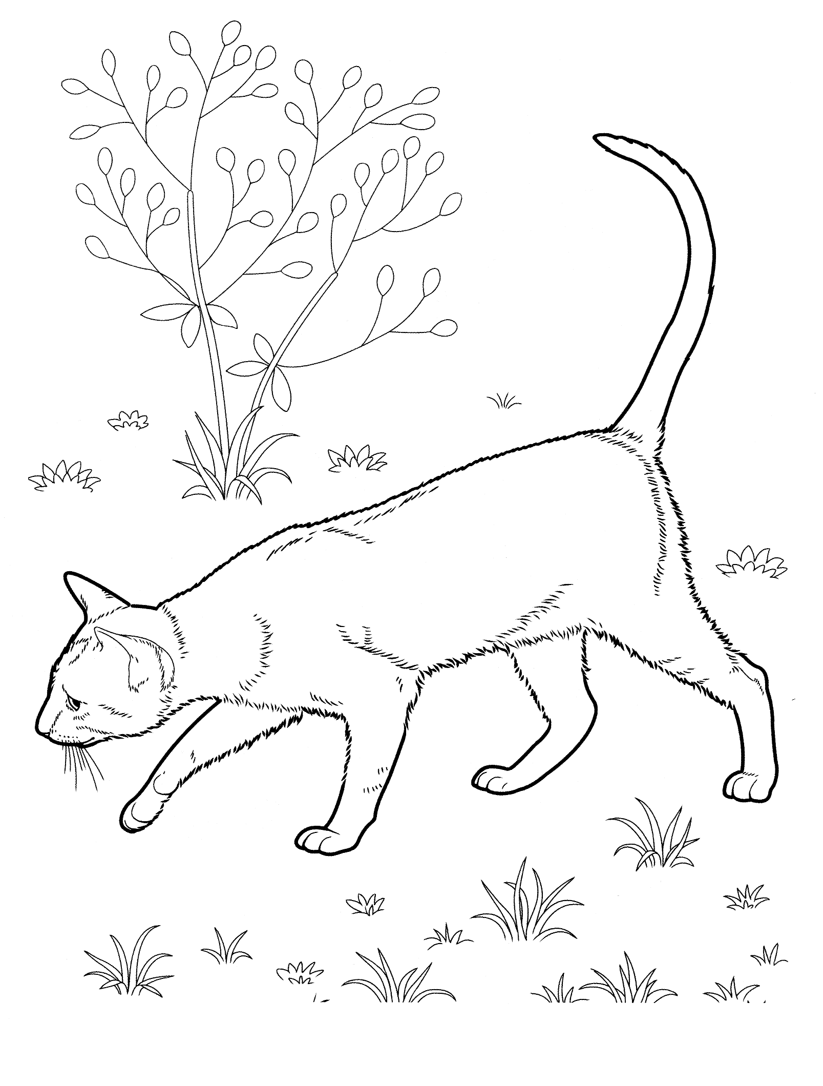 Cat coloring pages for adults