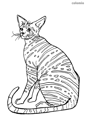 Cats coloring pages free printable cat coloring sheets