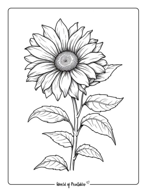 Best flower coloring pages for kids adults