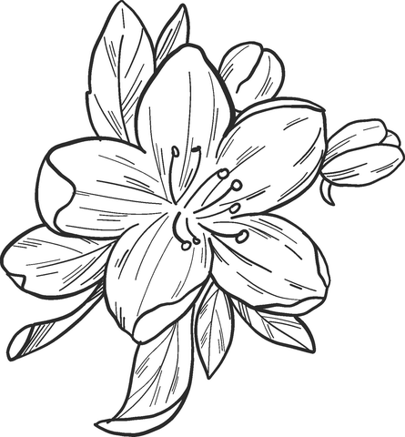 Apple flower coloring page free printable coloring pages