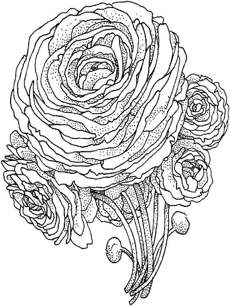 Peonies coloring page
