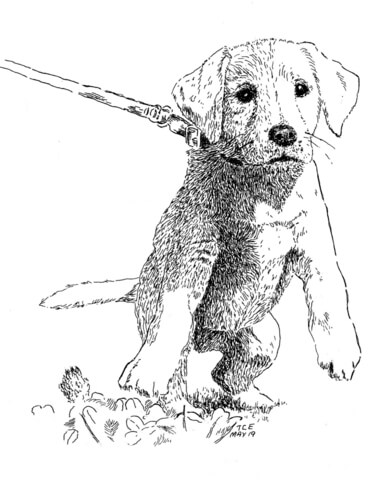 Puppy coloring page free printable coloring pages