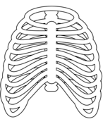 Rib cage coloring page free printable coloring pages