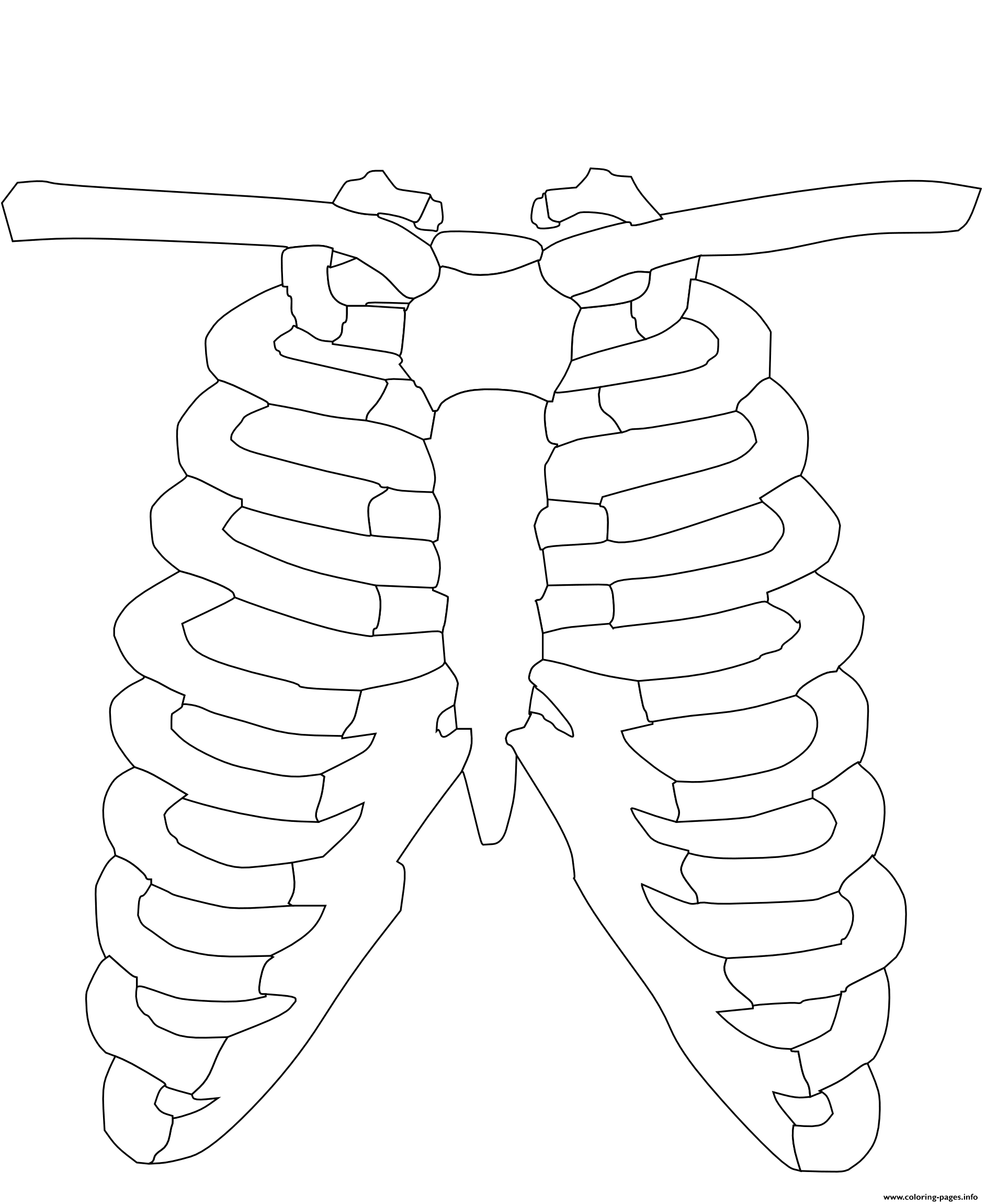 Rib cage coloring page printable