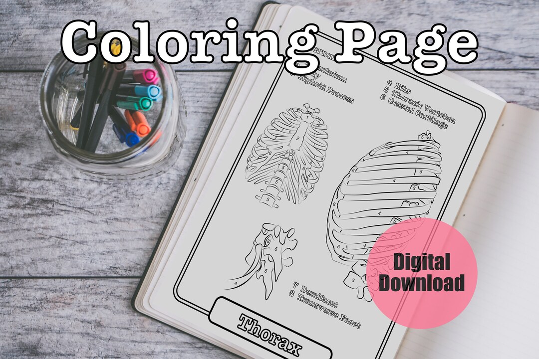 Rib cage coloring page sheet rn med student study guide printable instant download