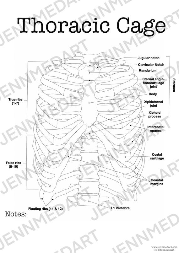 Thoracic cage anatomy coloring page labeled digital download ribcage anatomy diagram anatomy worksheet med student study guide anatomy art instant download