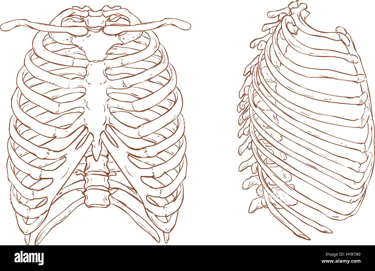 Rib cage illustration hi