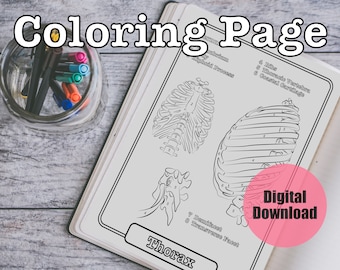 Rib cage coloring page sheet rn med student study guide printable instant download